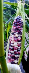 corn festivity7